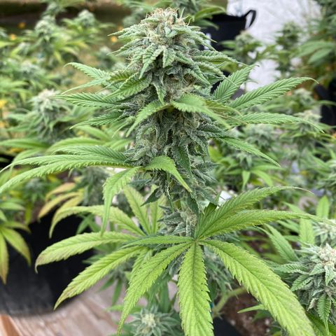 Cherry Pie  growlog timeline photo