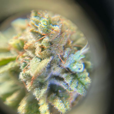 Cherry Pie  growlog timeline photo