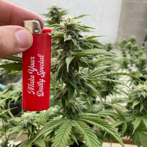 Cherry Pie  growlog photo: First signs of fade. 
