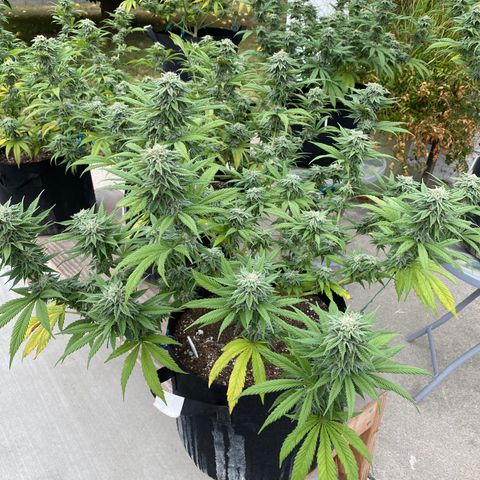 Cherry Pie  growlog timeline photo