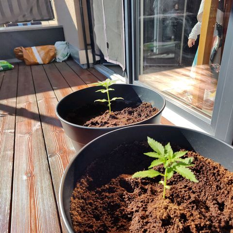 Blue Chees  growlog timeline photo