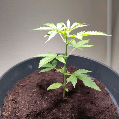 Blue Chees  growlog timeline photo