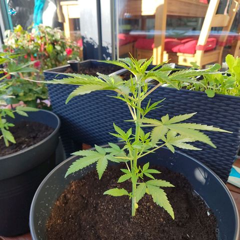 Blue Chees  growlog timeline photo