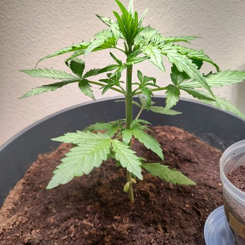 Royal Critical Auto  growlog timeline photo