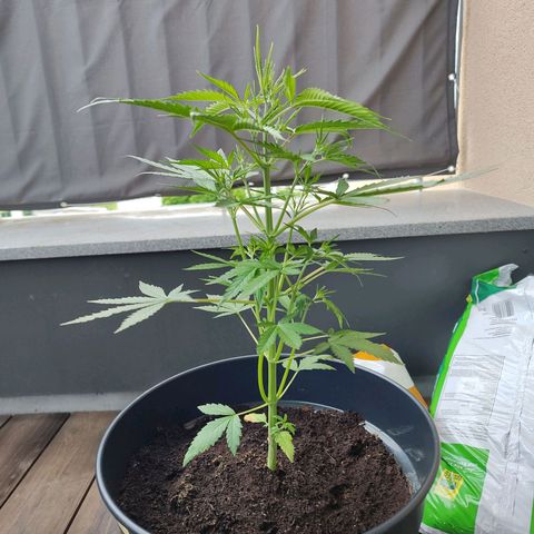 Blue Chees  growlog timeline photo