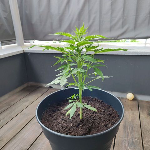 Royal Critical Auto  growlog timeline photo