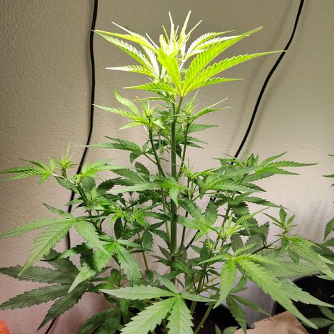 Blue Chees  growlog timeline photo