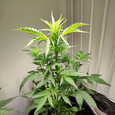 Royal Critical Auto  growlog timeline photo