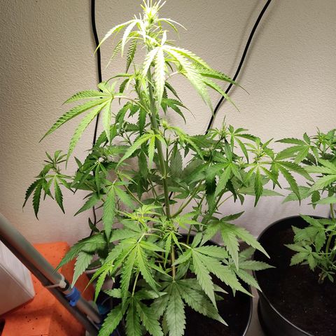 Blue Chees  growlog timeline photo