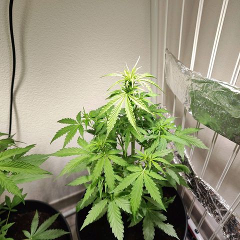 Royal Critical Auto  growlog timeline photo