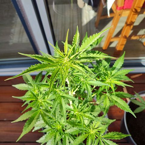 Royal Critical Auto  growlog timeline photo