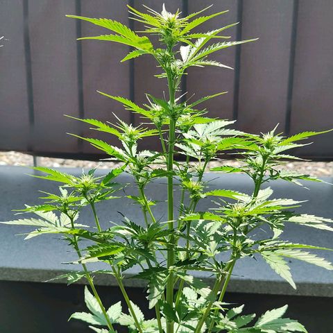 Royal Critical Auto  growlog timeline photo