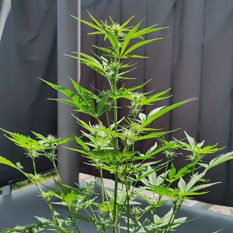 Blue Chees  growlog timeline photo