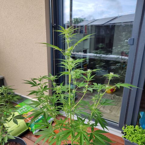 Blue Chees  growlog timeline photo