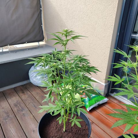 Royal Critical Auto  growlog timeline photo