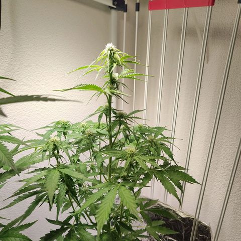 Royal Critical Auto  growlog timeline photo