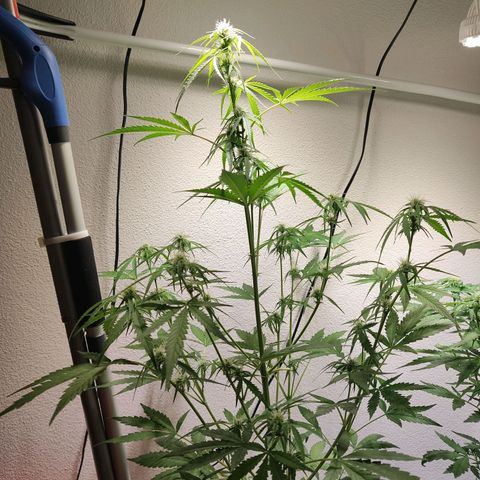 Blue Chees  growlog timeline photo