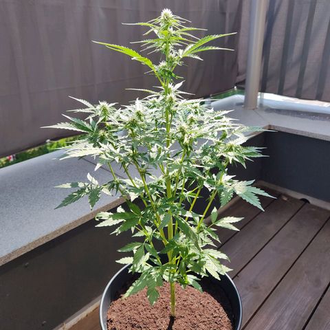 Royal Critical Auto  growlog timeline photo