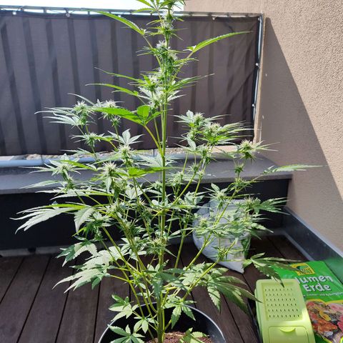 Blue Chees  growlog timeline photo