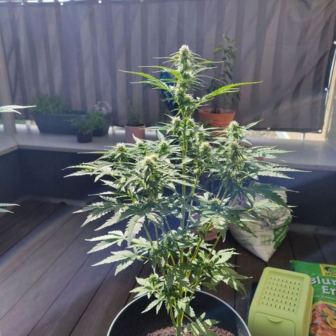 Royal Critical Auto  growlog timeline photo