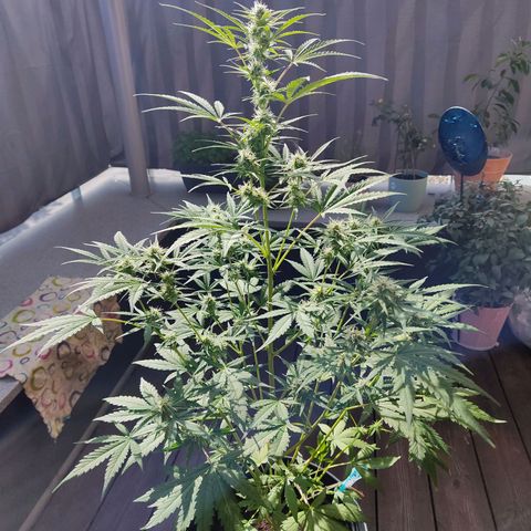 Blue Chees  growlog timeline photo