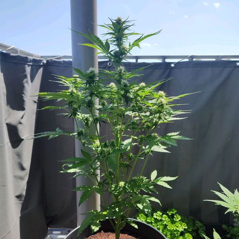 Royal Critical Auto  growlog timeline photo