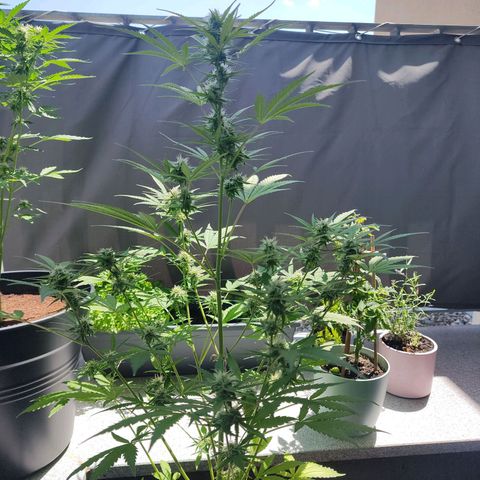 Blue Chees  growlog timeline photo