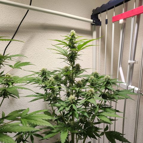 Royal Critical Auto  growlog timeline photo