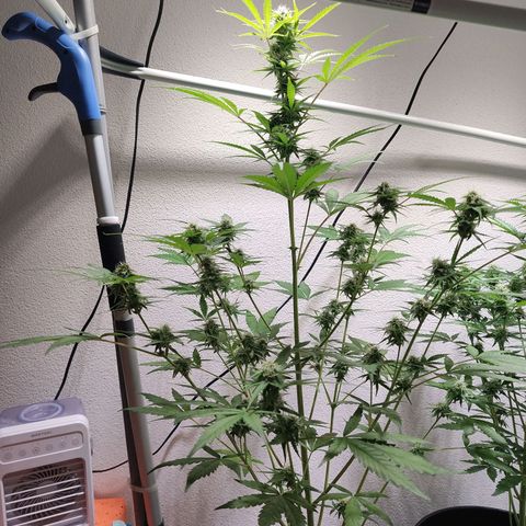 Blue Chees  growlog timeline photo