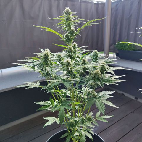Royal Critical Auto  growlog timeline photo