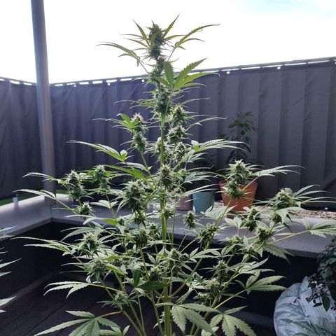 Blue Chees  growlog timeline photo