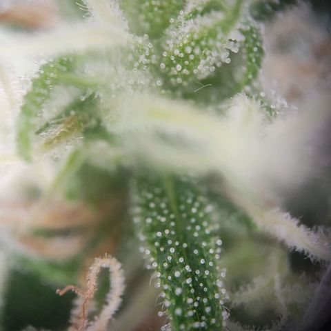 Blue Chees  growlog timeline photo