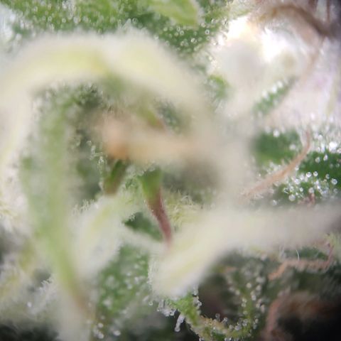 Royal Critical Auto  growlog timeline photo