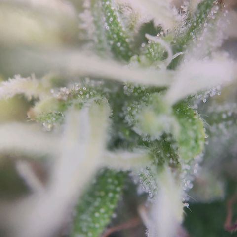 Blue Chees  growlog timeline photo