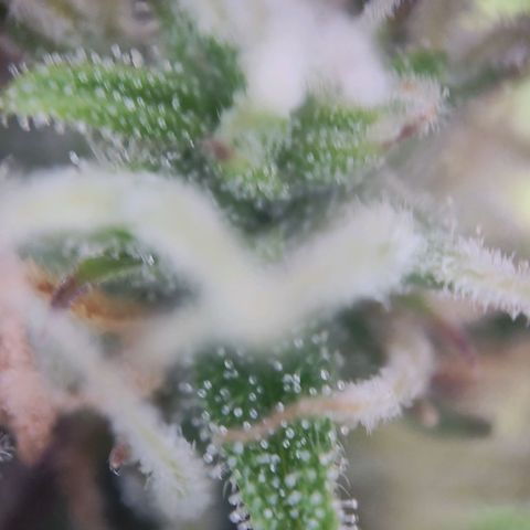 Royal Critical Auto  growlog timeline photo