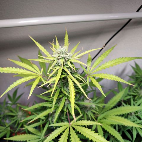 Blue Chees  growlog timeline photo