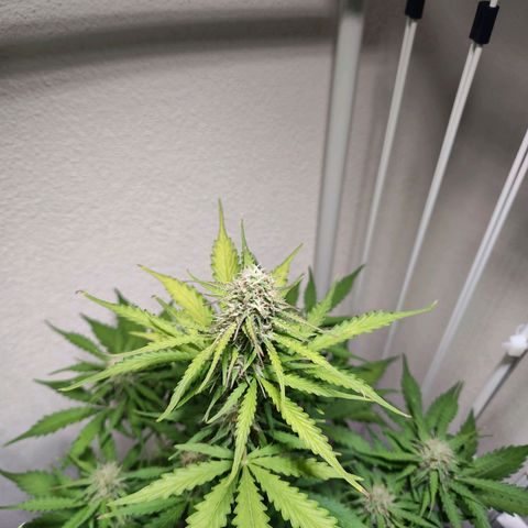 Royal Critical Auto  growlog timeline photo