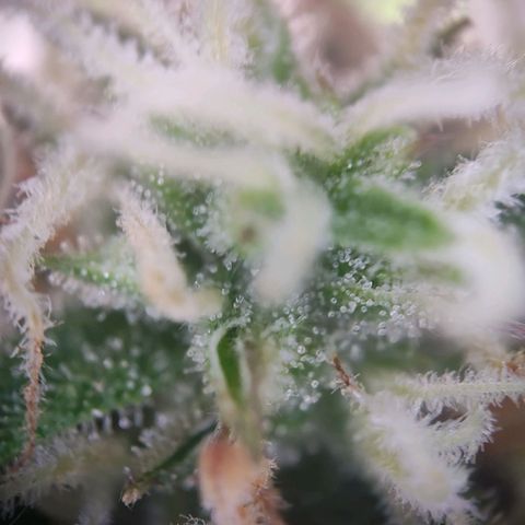 Royal Critical Auto  growlog timeline photo