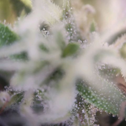 Blue Chees  growlog timeline photo