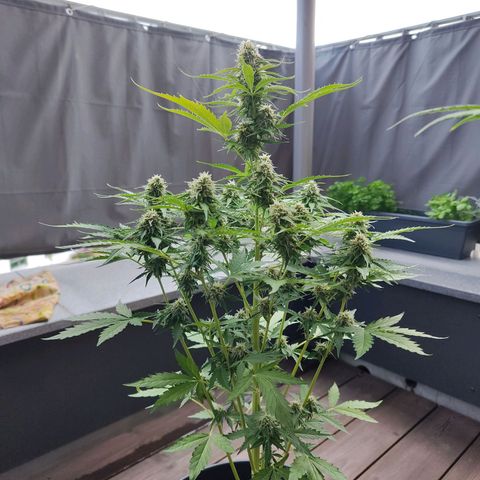 Royal Critical Auto  growlog timeline photo