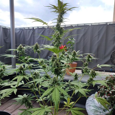 Blue Chees  growlog timeline photo