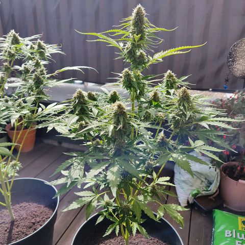 Royal Critical Auto  growlog timeline photo