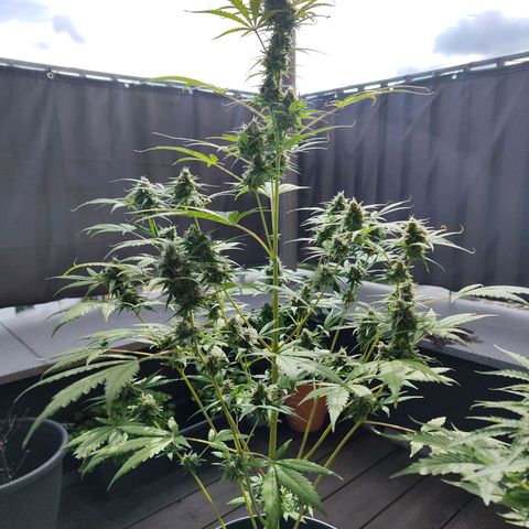 Blue Chees  growlog timeline photo