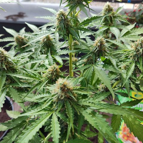 Royal Critical Auto  growlog timeline photo