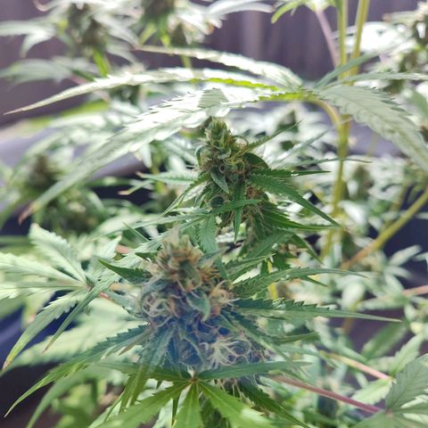 Blue Chees  growlog timeline photo