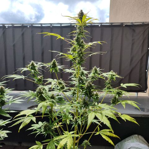 Blue Chees  growlog timeline photo