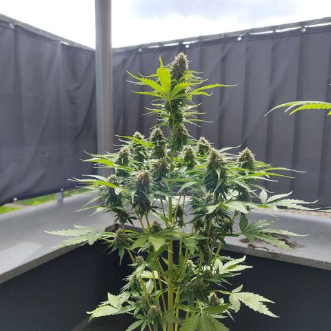 Royal Critical Auto  growlog timeline photo