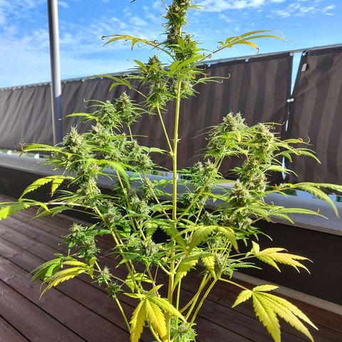 Blue Chees  growlog timeline photo