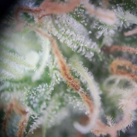 Blue Chees  growlog timeline photo