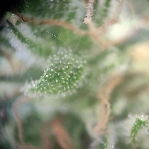 Blue Chees  growlog timeline photo